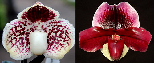 Paphiopedilum leucochilum x (Kimuras Red x Tree Of Motoo)