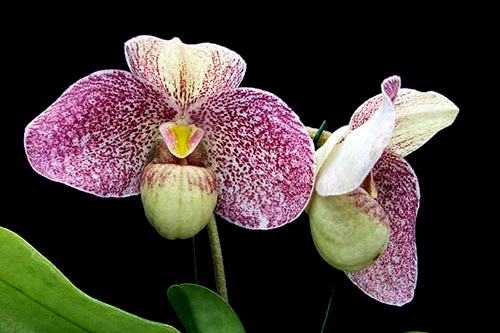 Paphiopedilum emersonii 'Bear-11' x bellatulum 'Hung Sheng'