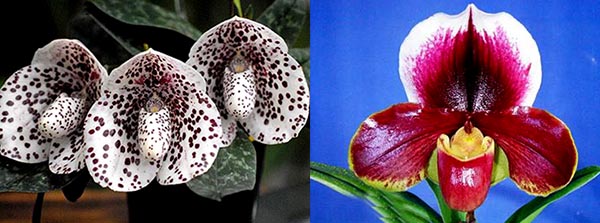 Paphiopedilum bellatulum x (Lippestern x Richardson)
