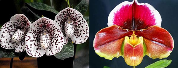 Paphiopedilum bellatulum x Yi-Ying Giant Wings
