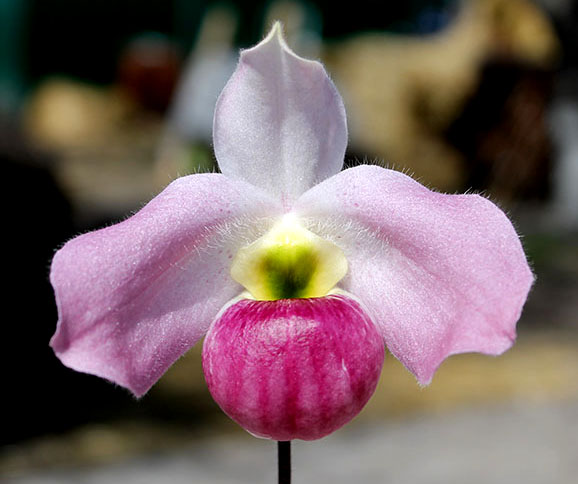 Paphiopedilum vietnamense 'Bear-13' x vietnamense 'Bear-7'