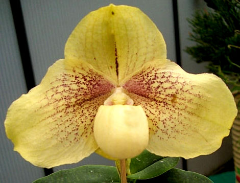 Paphiopedilum leucochilum x hangianum 'Big Bear'
