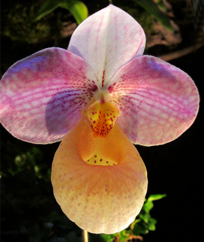 Paphiopedilum Lola Bird x hangianum 'Hua Lang'