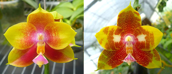 Phalaenopsis Ld's Bear King 'Snake Eyes' x Sogo Kaiulani