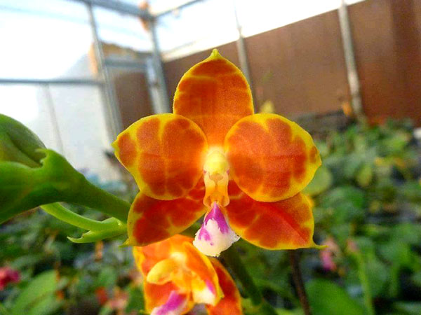 Phalaenopsis Mituo Coral Mambonosa
