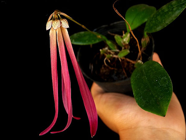 Bulbophyllum jacobsonii