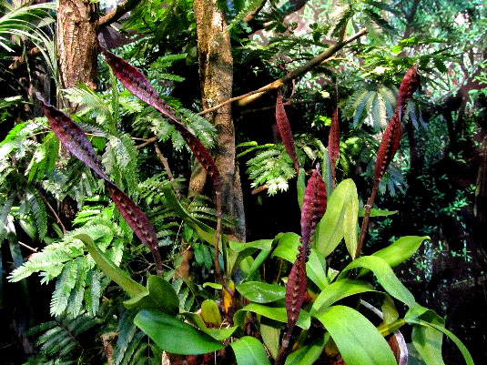 Bulbophyllum maximum