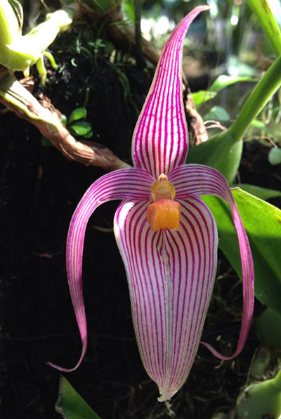 Bulbophyllum inunctum
