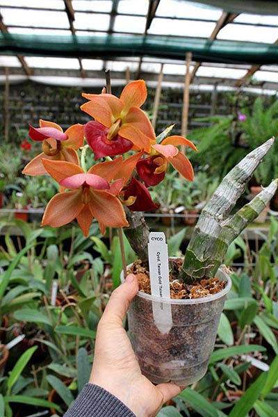 Cycnodes Taiwan Gold 'Taiwan Orange'