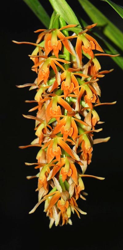 Epidendrum ferrugineum