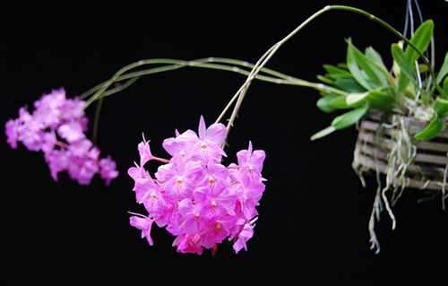 Broughtonia sanguinea