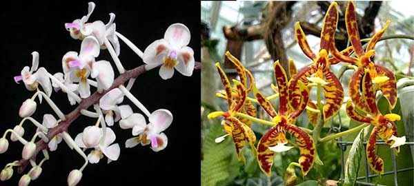 Phalaenopsis celebensis x mannii