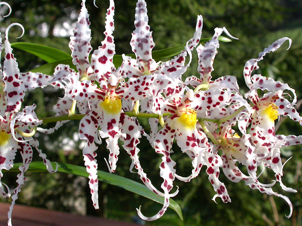 Odontoglossum naevium