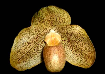 Paphiopedilum Woessner Bellarmi (armeniacum x bellatulum)