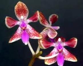 Phalaenopsis celebensis x mariae
