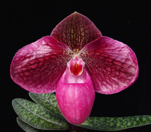 Paphiopedilum Kevin Porter (bellatulum x micranthum)