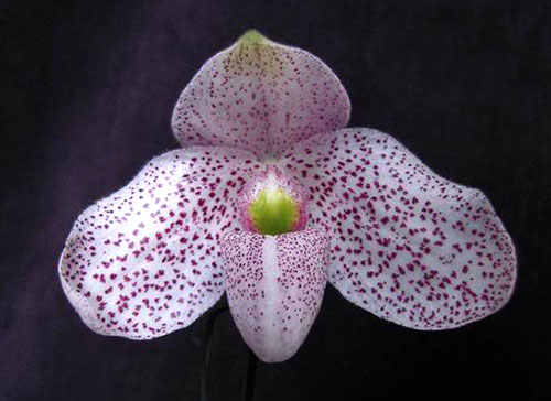 Paphiopedilum delenatii x wenshanense