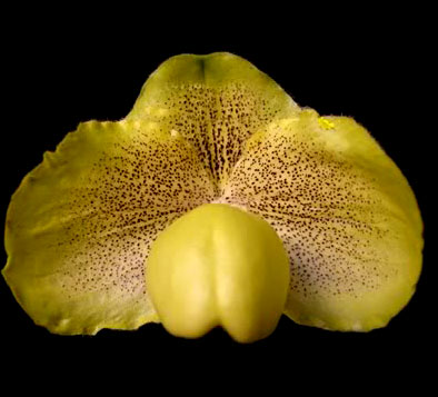Paphiopedilum armeniacum x godefroyae