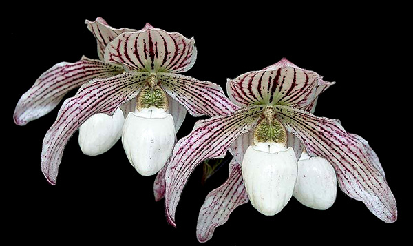 Paphiopedilum philippinense x niveum