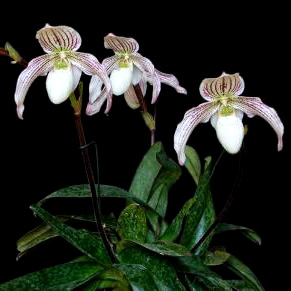 Paphiopedilum philippinense x niveum