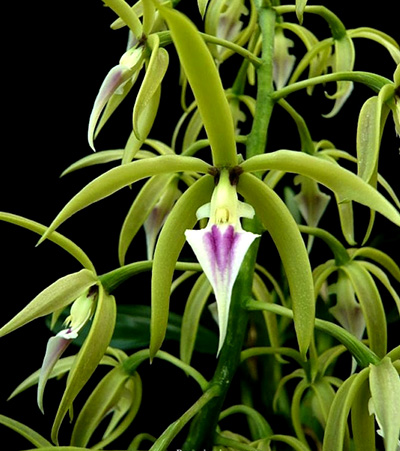 Panarica ionocentra