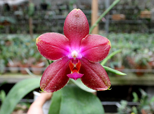 Phalaenopsis LD Passion Boy 'Red'