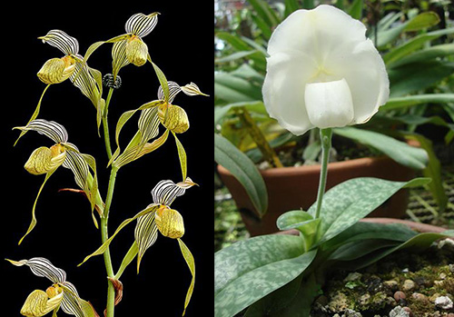 Paphiopedilum kolopakingii topperi x leucochilum alba