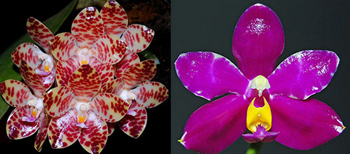 Phalaenopsis gigantea x pulchra red