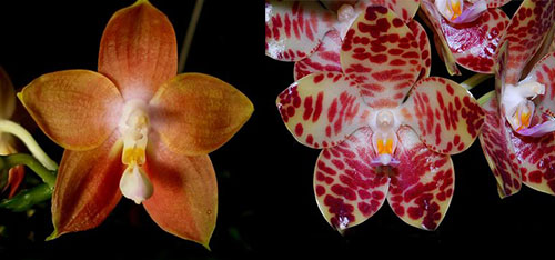 Phalaenopsis Kungs Princess x gigantea