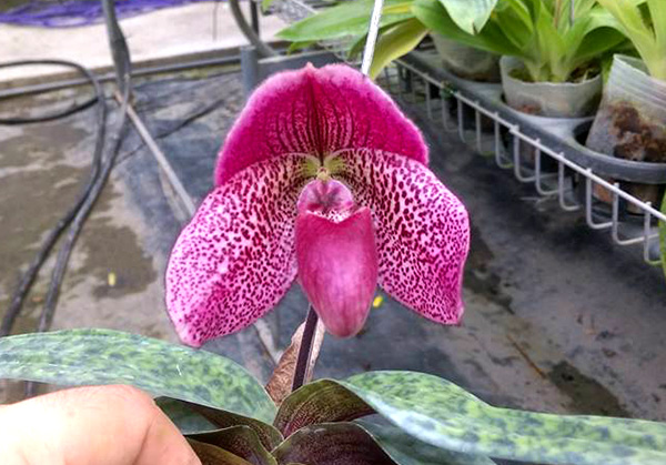 Paphiopedilum bellatulum x Shin-Yi Heart
