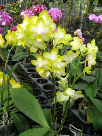 Phalaenopsis Yuan shan Sweet Girl