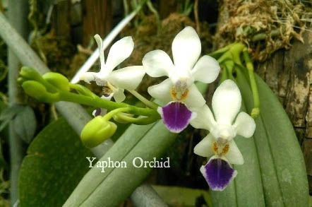 Phalaenopsis (Yaphon Lobispis-Anna Larati Soekardi) 'blue'