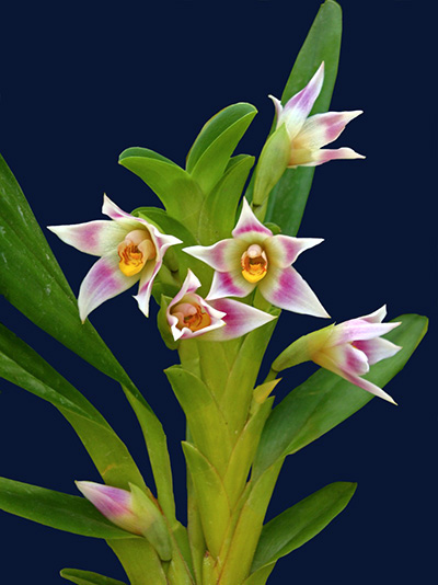 Camaridium carinulatum