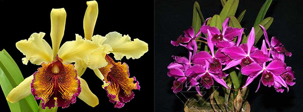 Laelia purpurata atropurpurea x Cattleya dowiana