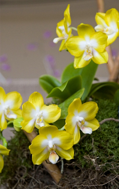 Phalaenopsis Sogo Manager x Gelbliber