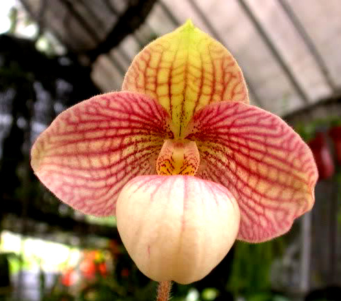 Paphiopedilum Liberty Taiwan (micranthum x hangianum)