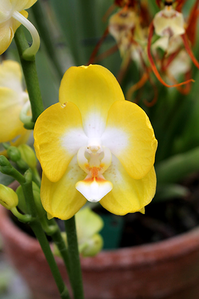 Phalaenopsis Sogo Shito