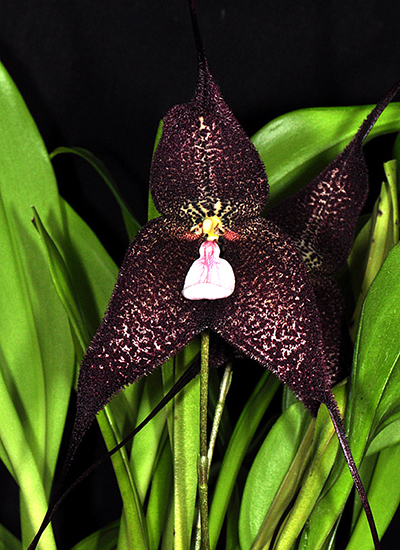 Dracula roezlii