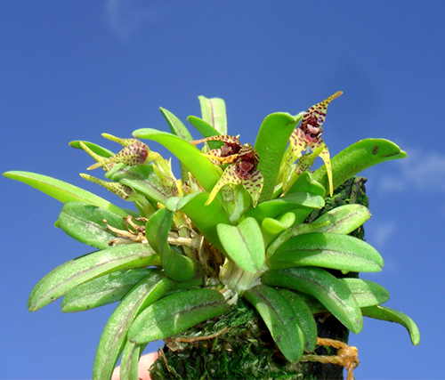 Dryadella clavellata