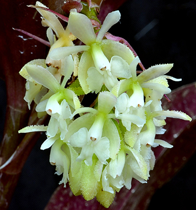 Epidendrum echinatum