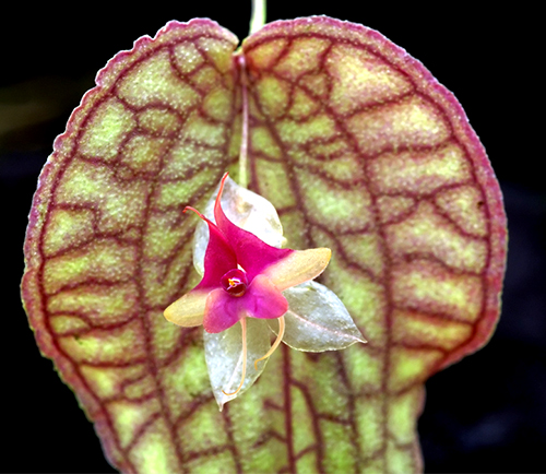 Lepanthes saltatrix