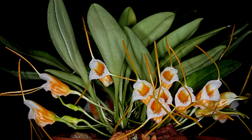 Masdevallia aurea