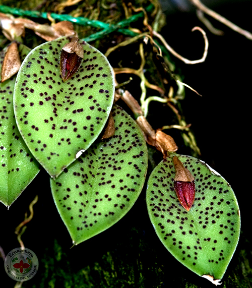 Pleurothallis dodsonii