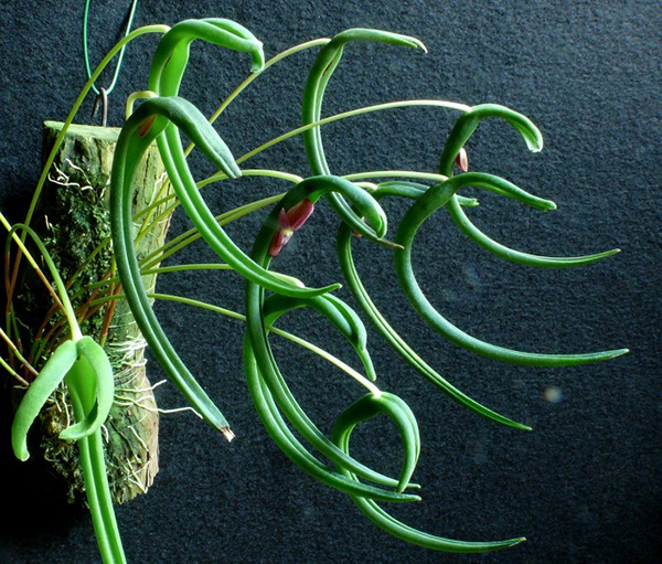 Pleurothallis portillae