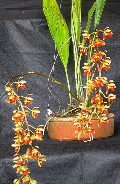 Rudolfiella picta
