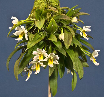 Trichocentrum popowianum