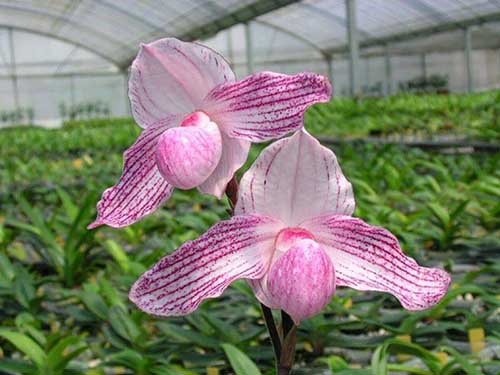 Paphiopedilum stonei x niveum