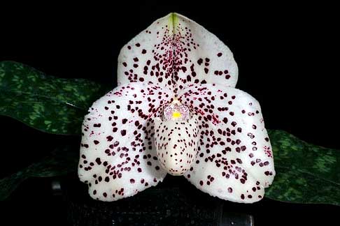 Paphiopedilum bellatulum x wenshanense