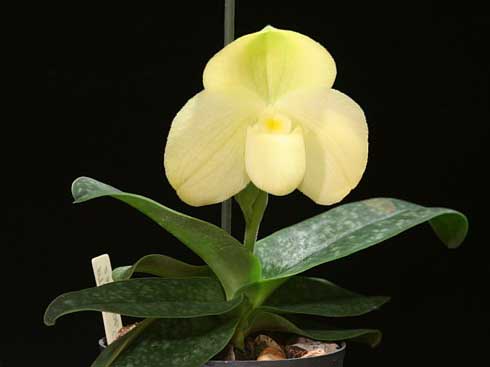 Paphiopedilum Wellesleyanum alba