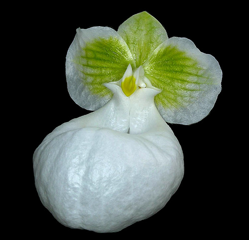 Paphiopedilum micranthum alba